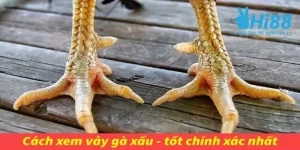 vảy gà tài